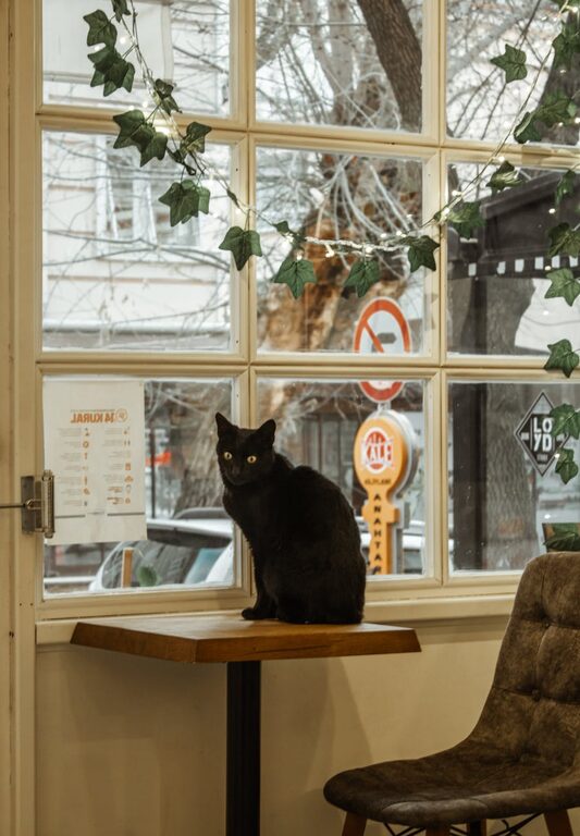 How to Create a Cozy and Safe Pet-Friendly Home Corner